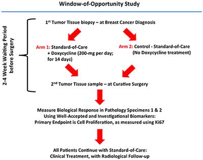 Doxycycline, an Inhibitor of Mitochondrial Biogenesis, Effectively Reduces Cancer Stem Cells (CSCs) in Early Breast Cancer Patients: A Clinical Pilot Study